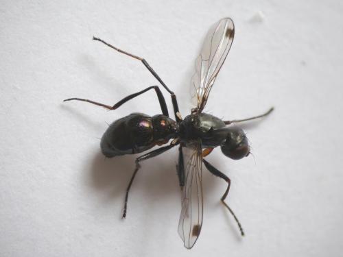 Sepsis fulgens